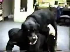 This intense animal sex film has a dog and an always sexually aroused woman who gets her cunt drilled nicely.